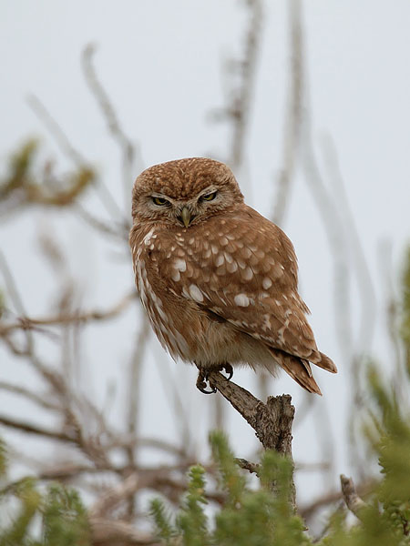 Minervanpöllö, Little Owl, Athene noctua